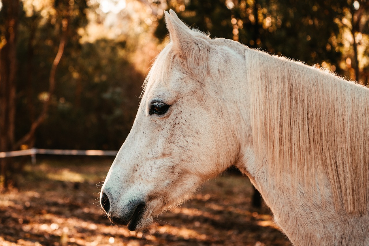 horse, pony, australian pony-5099260.jpg