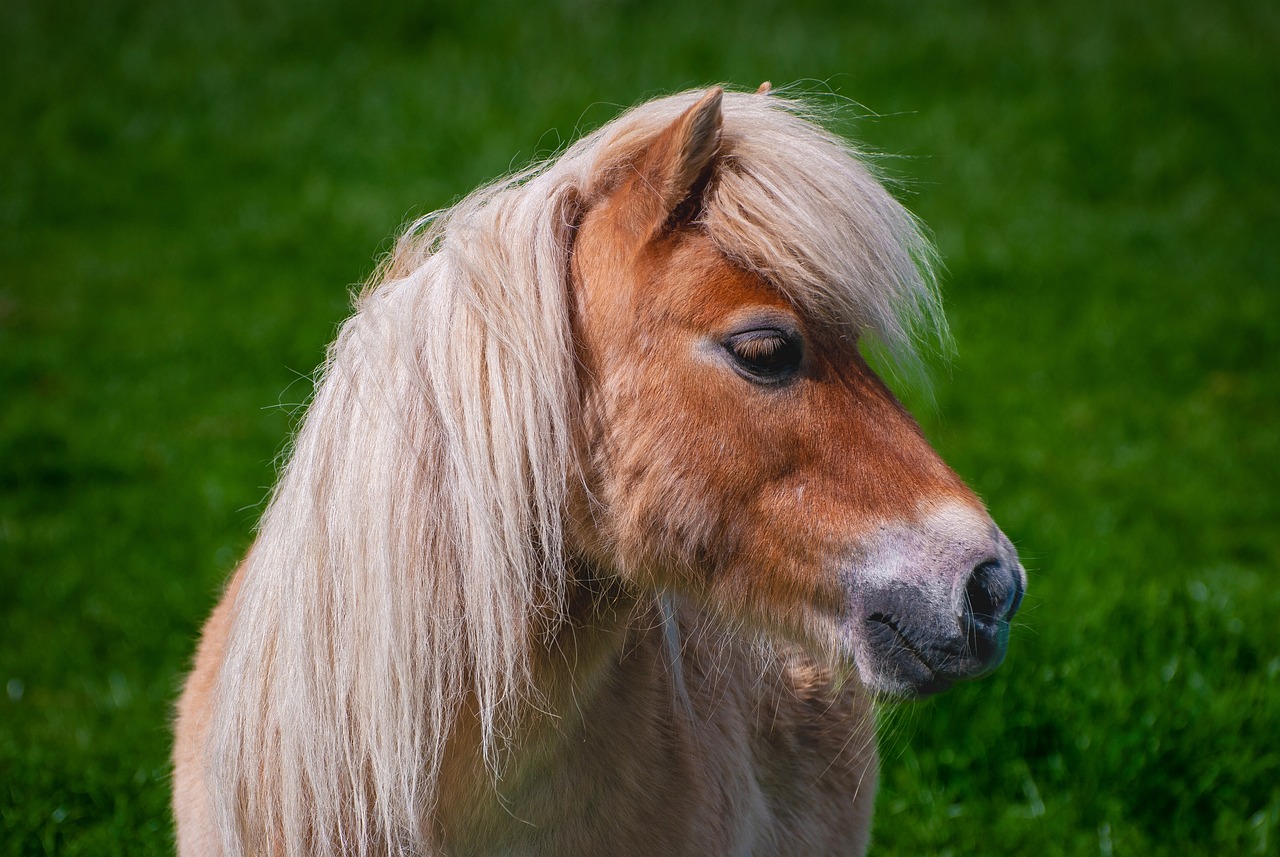 pony, horse, equine-6821901.jpg