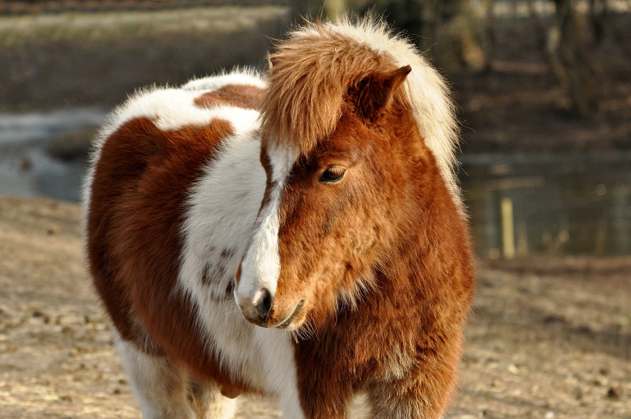 shetland pony, horse, pony-3196521.jpg